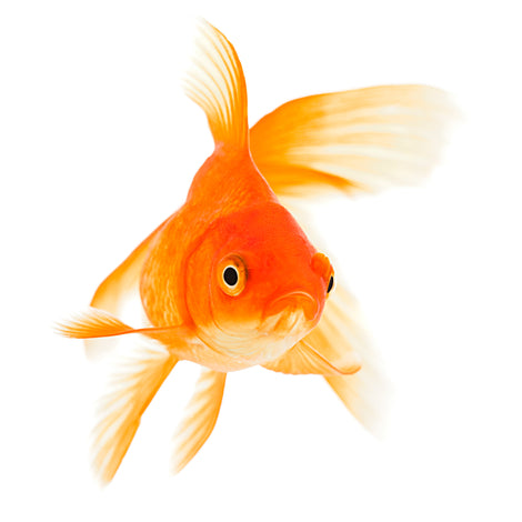 La Brie - Kennels, Cattery & Pet Store – Petstore@labrie