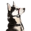 Company Of Animals Halti OptiFit